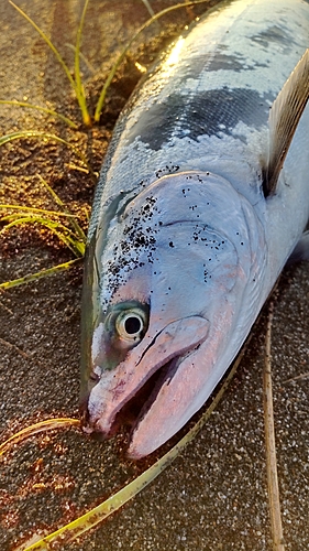 サクラマスの釣果