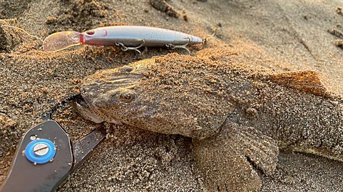 マゴチの釣果