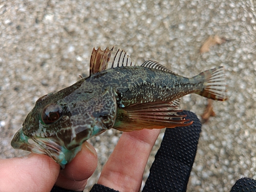 アナハゼの釣果