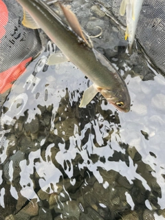 アユの釣果