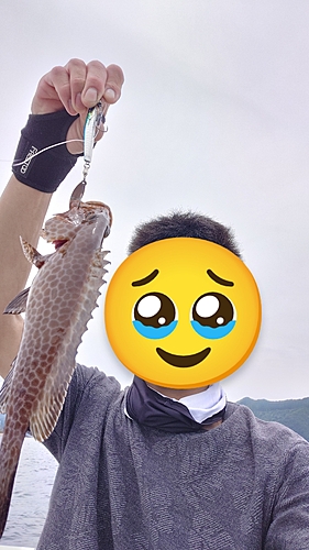 アコウの釣果