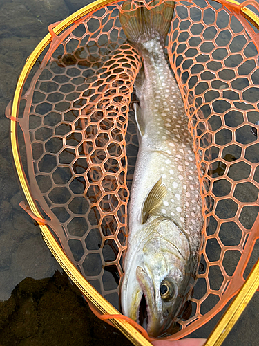 アメマスの釣果