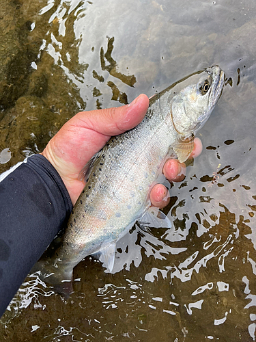 ヤマメの釣果