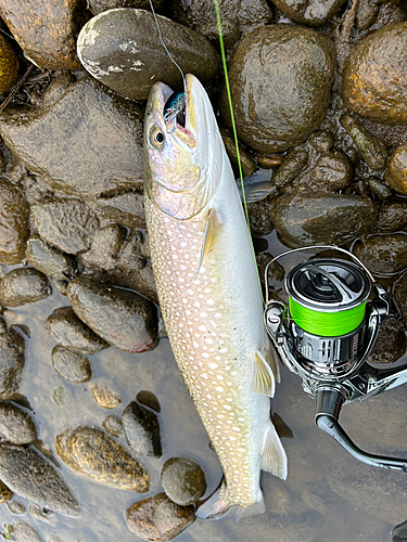 アメマスの釣果