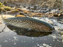 アメマスの釣果