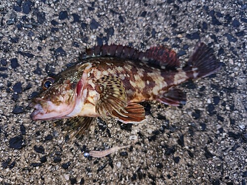 カサゴの釣果