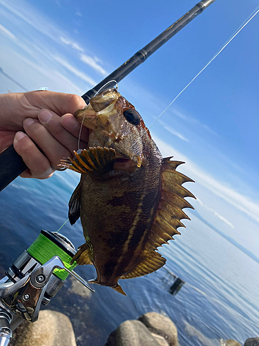 シマソイの釣果