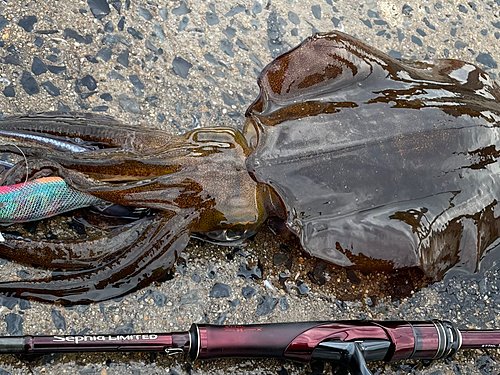 アオリイカの釣果