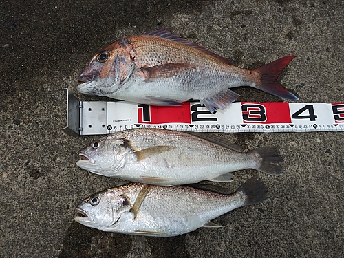 マダイの釣果