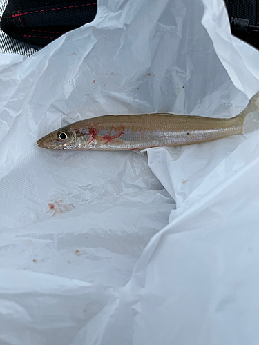 シロギスの釣果