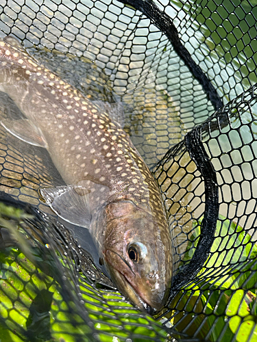 イワナの釣果