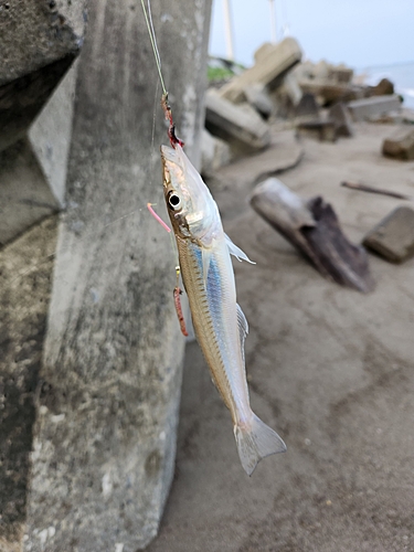 キスの釣果