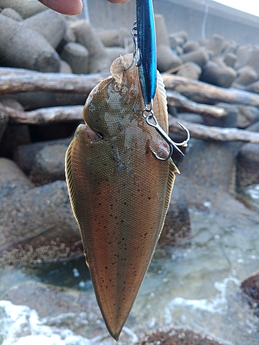 シタビラメの釣果