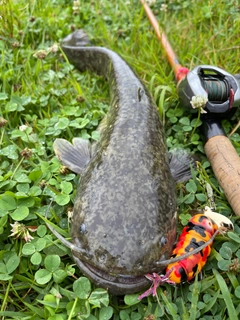 ナマズの釣果