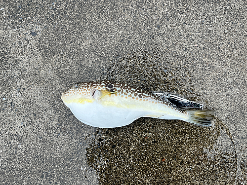 ショウサイフグの釣果