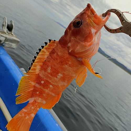 アカハタの釣果