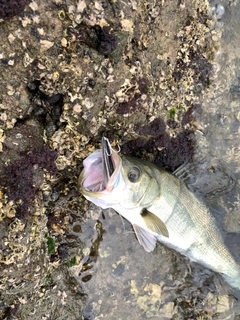 タイリクスズキの釣果