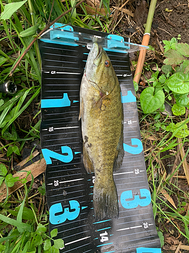 スモールマウスバスの釣果