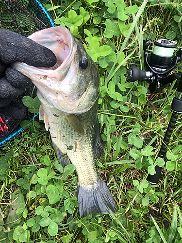 ラージマウスバスの釣果