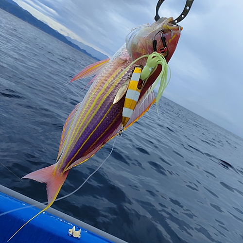 イトヨリダイの釣果