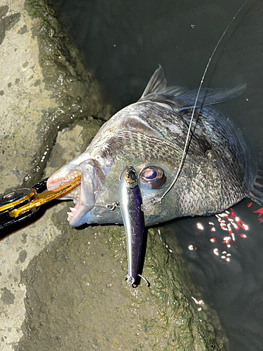 チヌの釣果