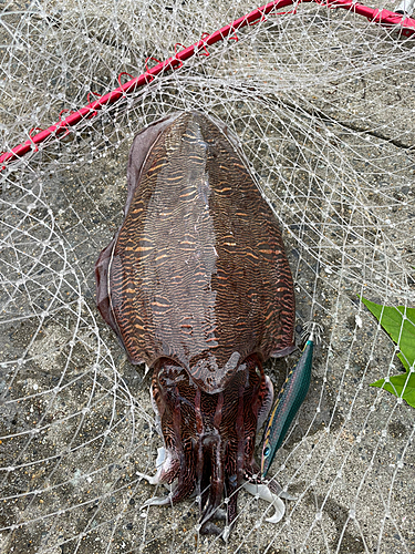 モンゴウイカの釣果