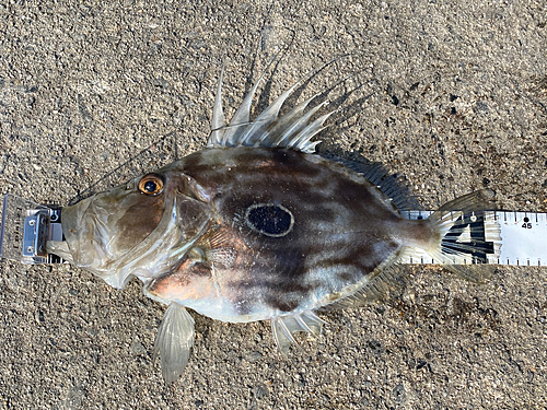 マトウダイの釣果