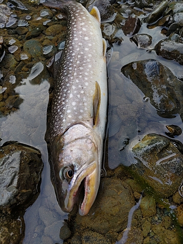 アメマスの釣果