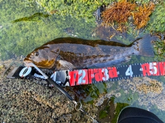 アイナメの釣果