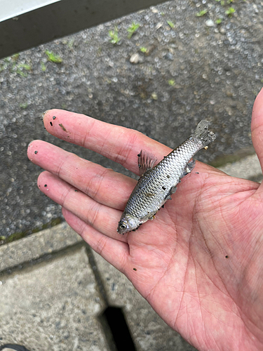 モツゴの釣果