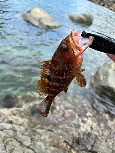 キジハタの釣果