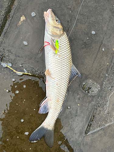 ニゴイの釣果