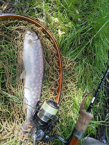 アメマスの釣果