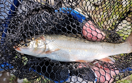 ウグイの釣果