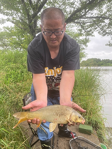 コイの釣果