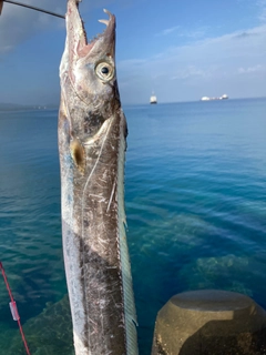 タチウオの釣果