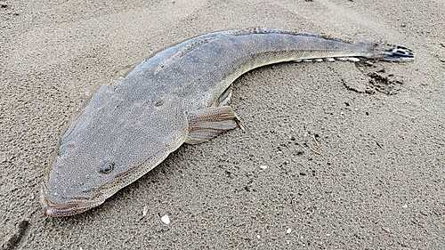 マゴチの釣果