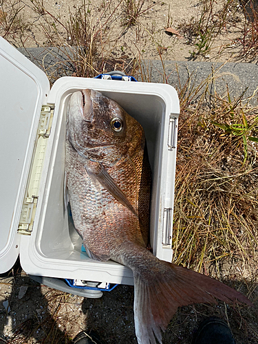 釣果