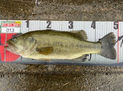 ラージマウスバスの釣果
