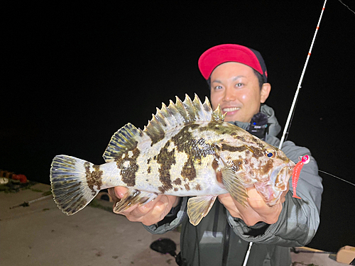 ベッコウゾイの釣果