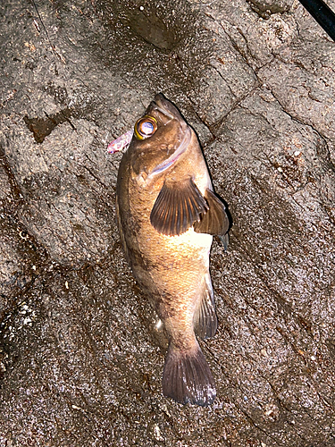 メバルの釣果