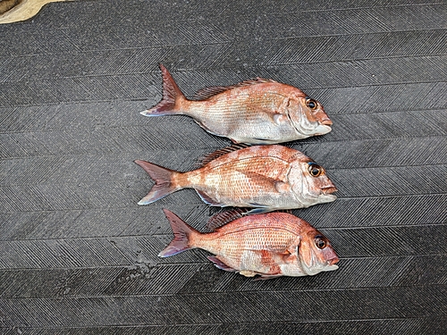 マダイの釣果