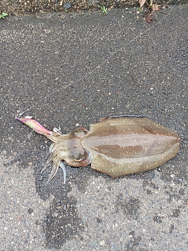 モンゴウイカの釣果