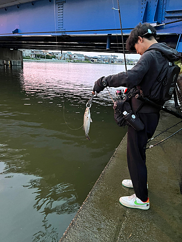 スズキの釣果