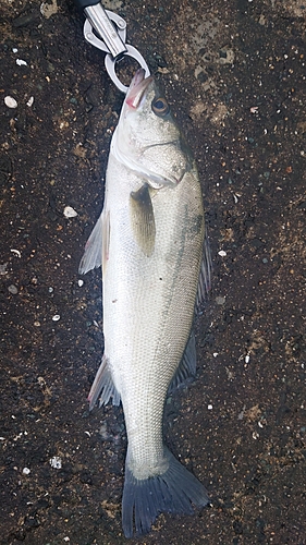 フッコ（マルスズキ）の釣果