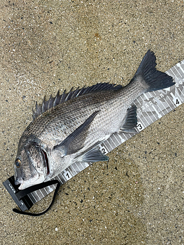 チヌの釣果