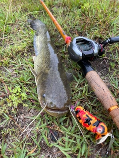 ナマズの釣果