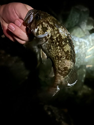 ムラソイの釣果