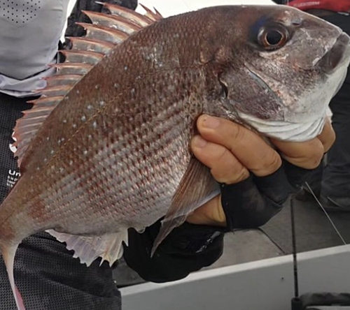 マダイの釣果