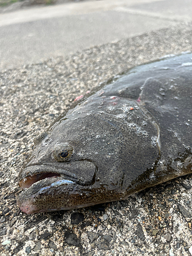 ヒラメの釣果